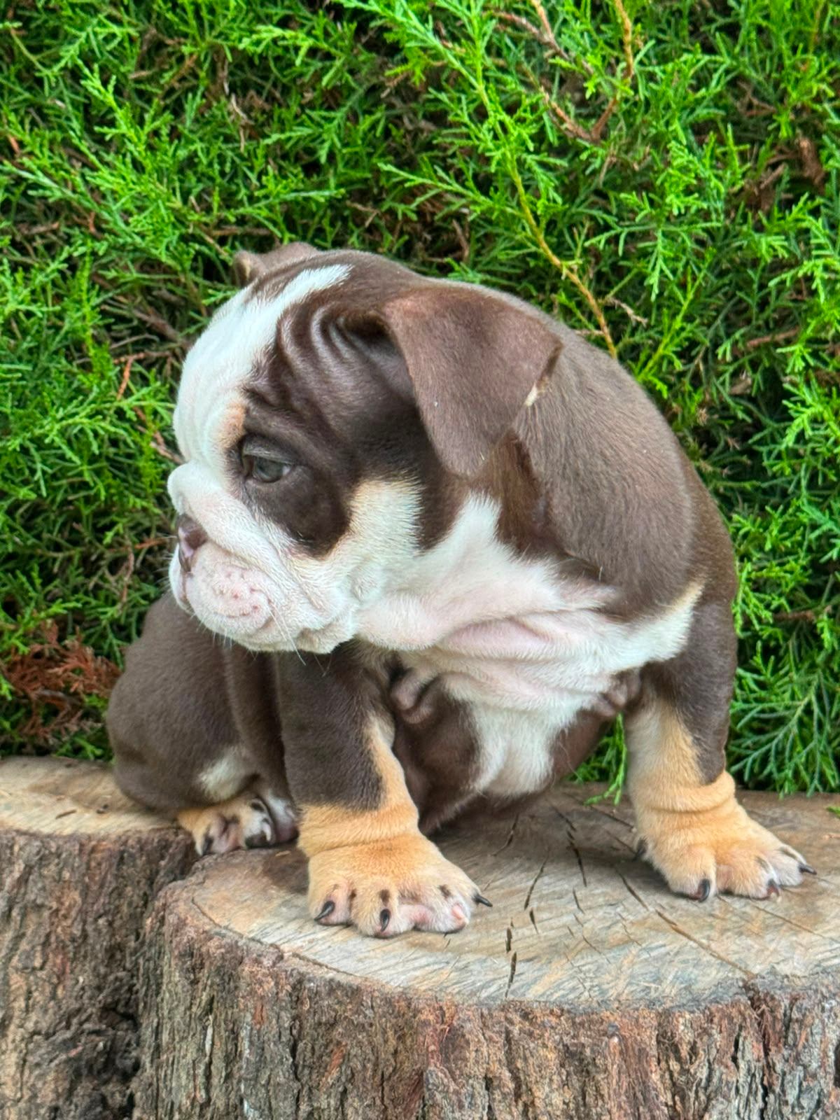 Bulldog Inglés - photo 3