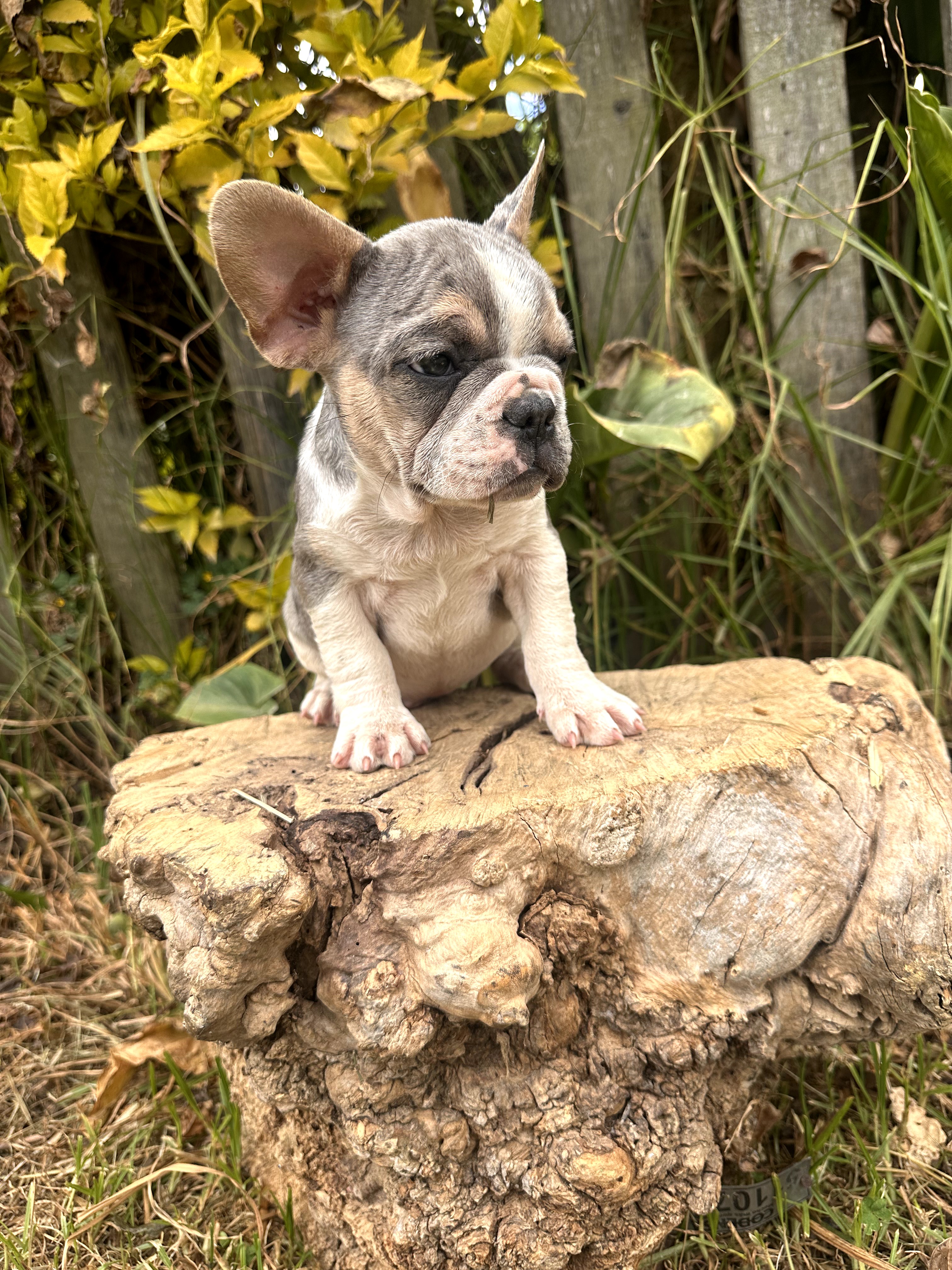Bulldog Frances - foto 3