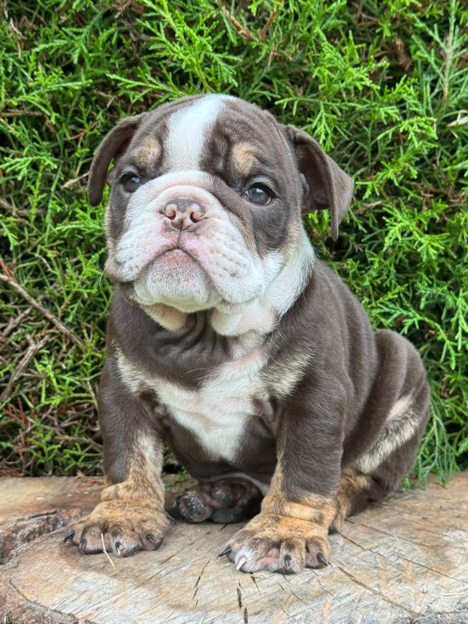 Bulldog Frances