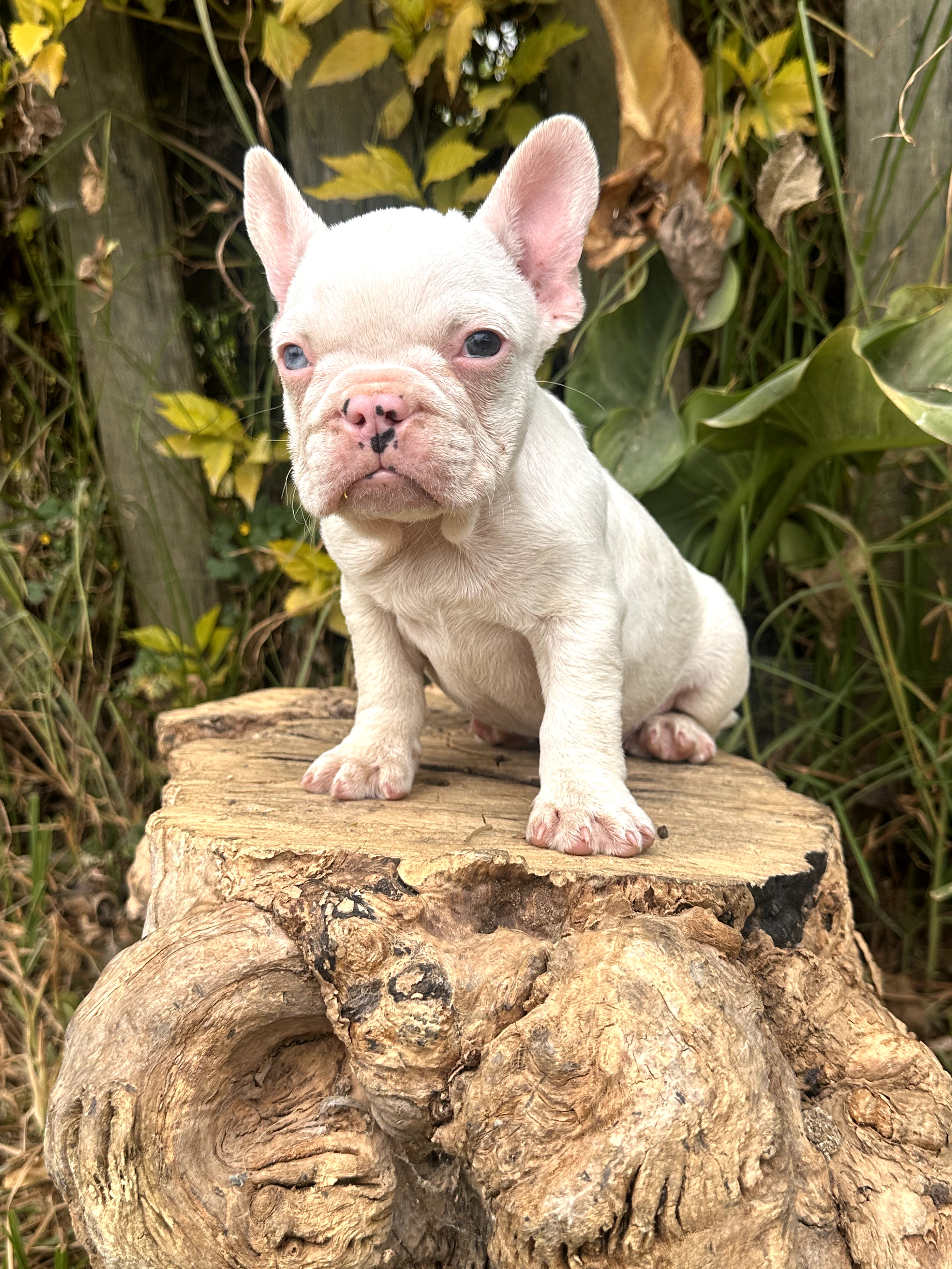 Bulldog Frances