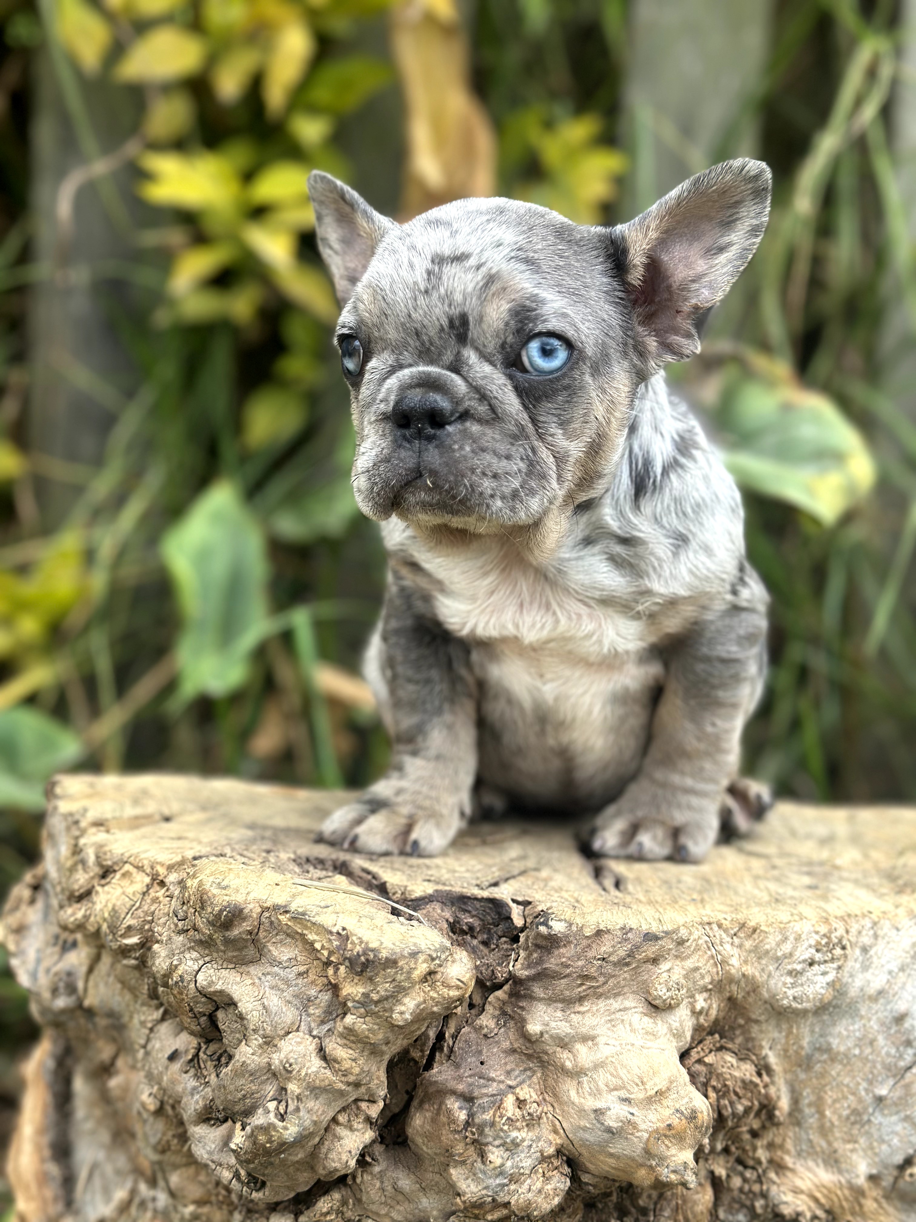 Bulldog Frances
