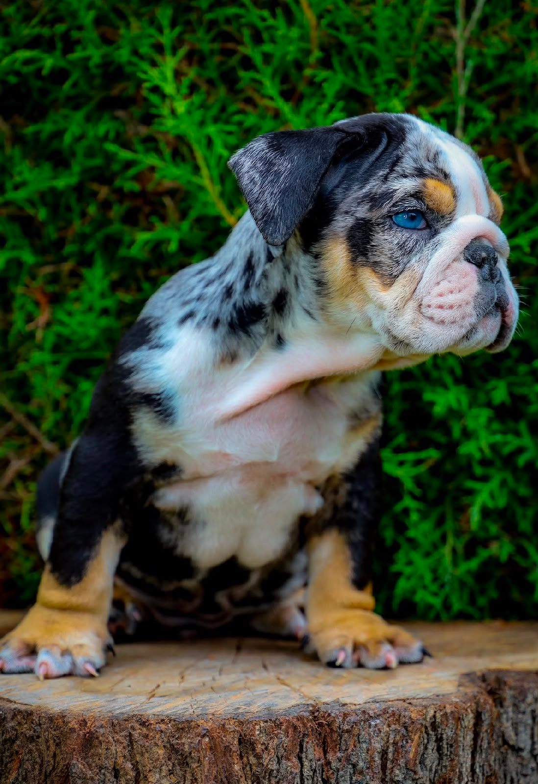 Bulldog Inglés photo 1