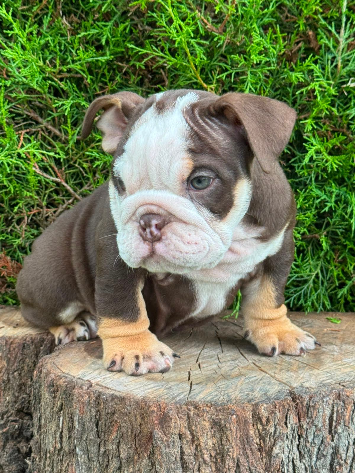 Bulldog Inglés - photo 2