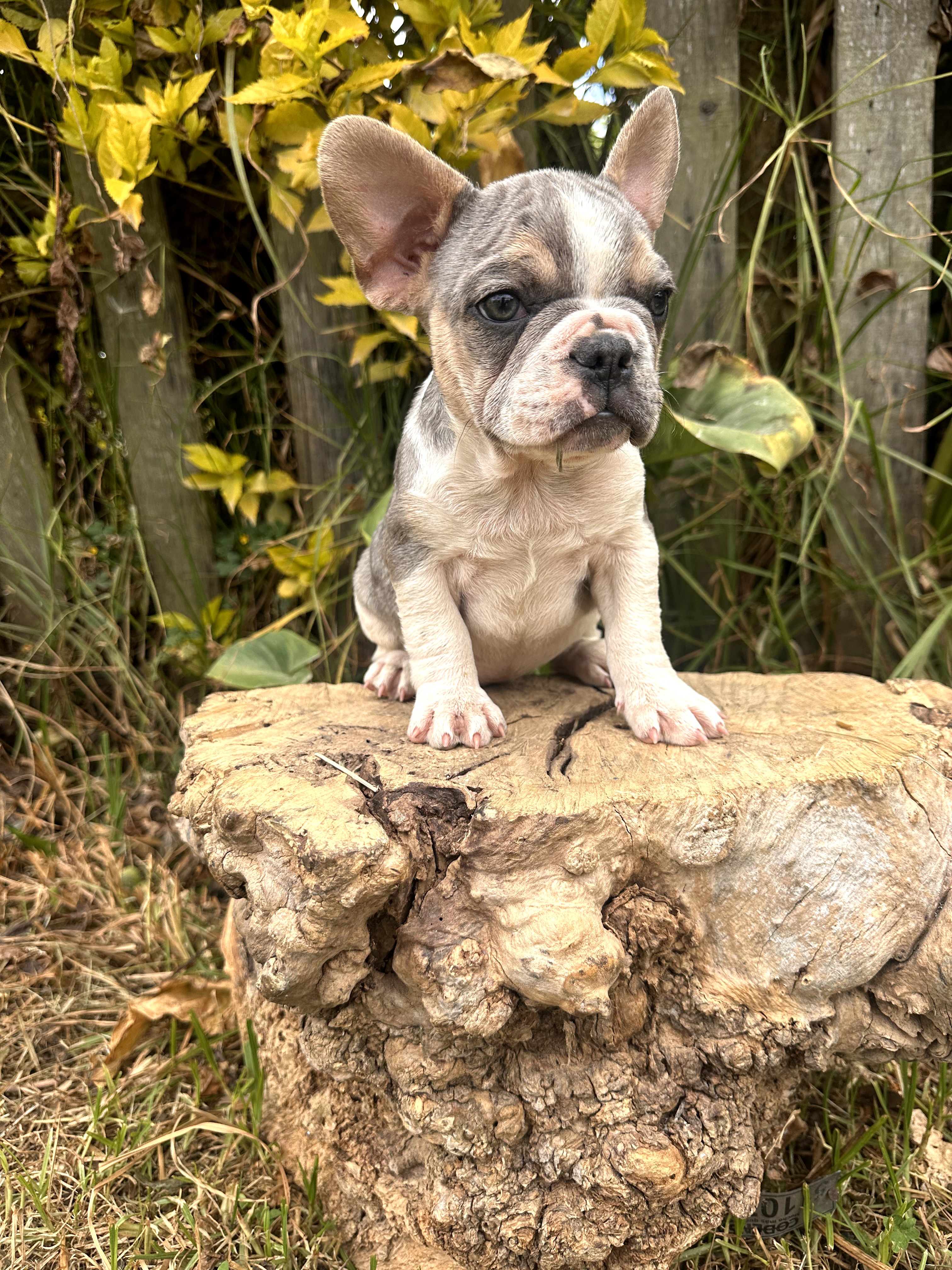 Bulldog Frances