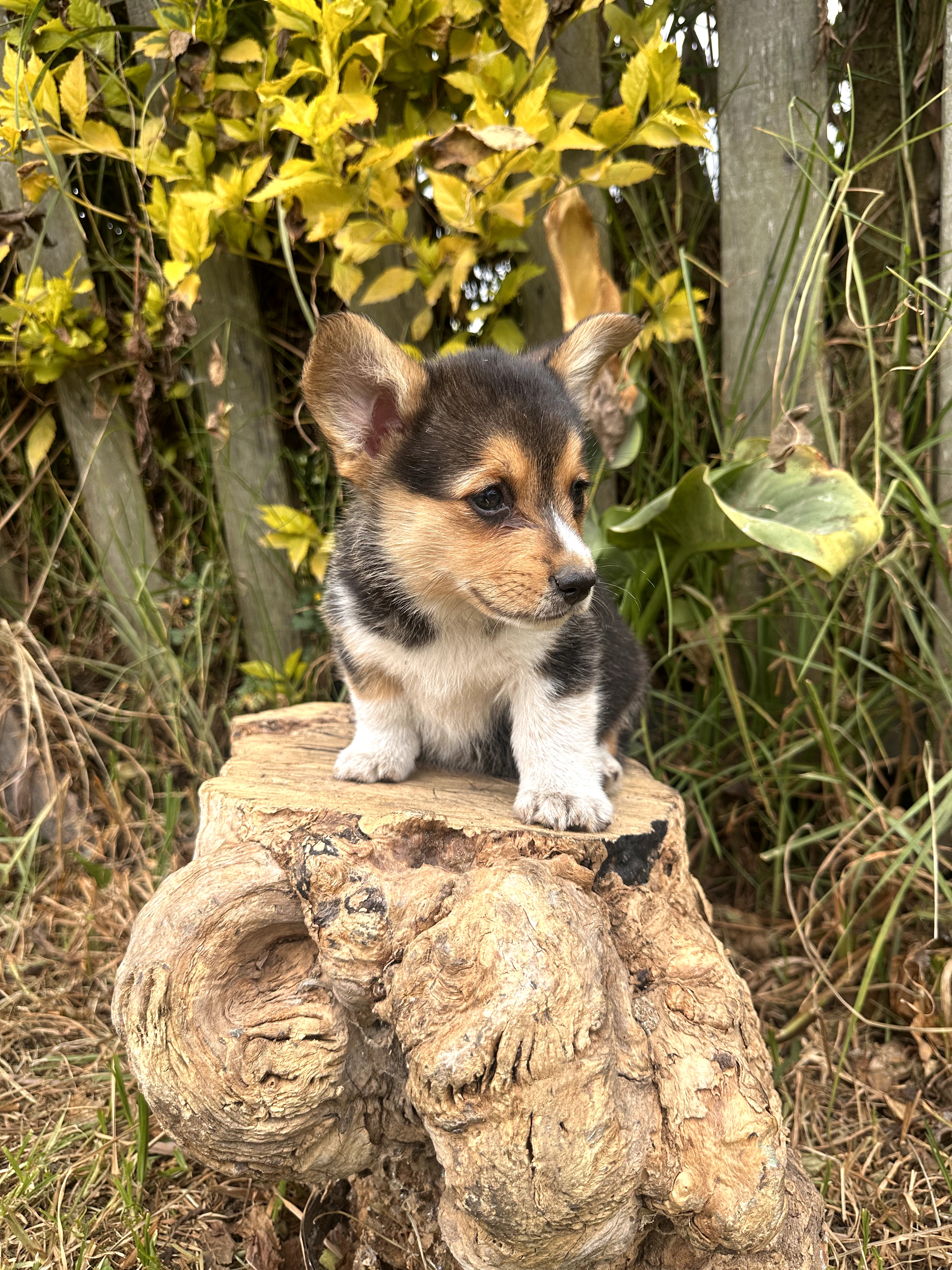 Corgi - foto 2