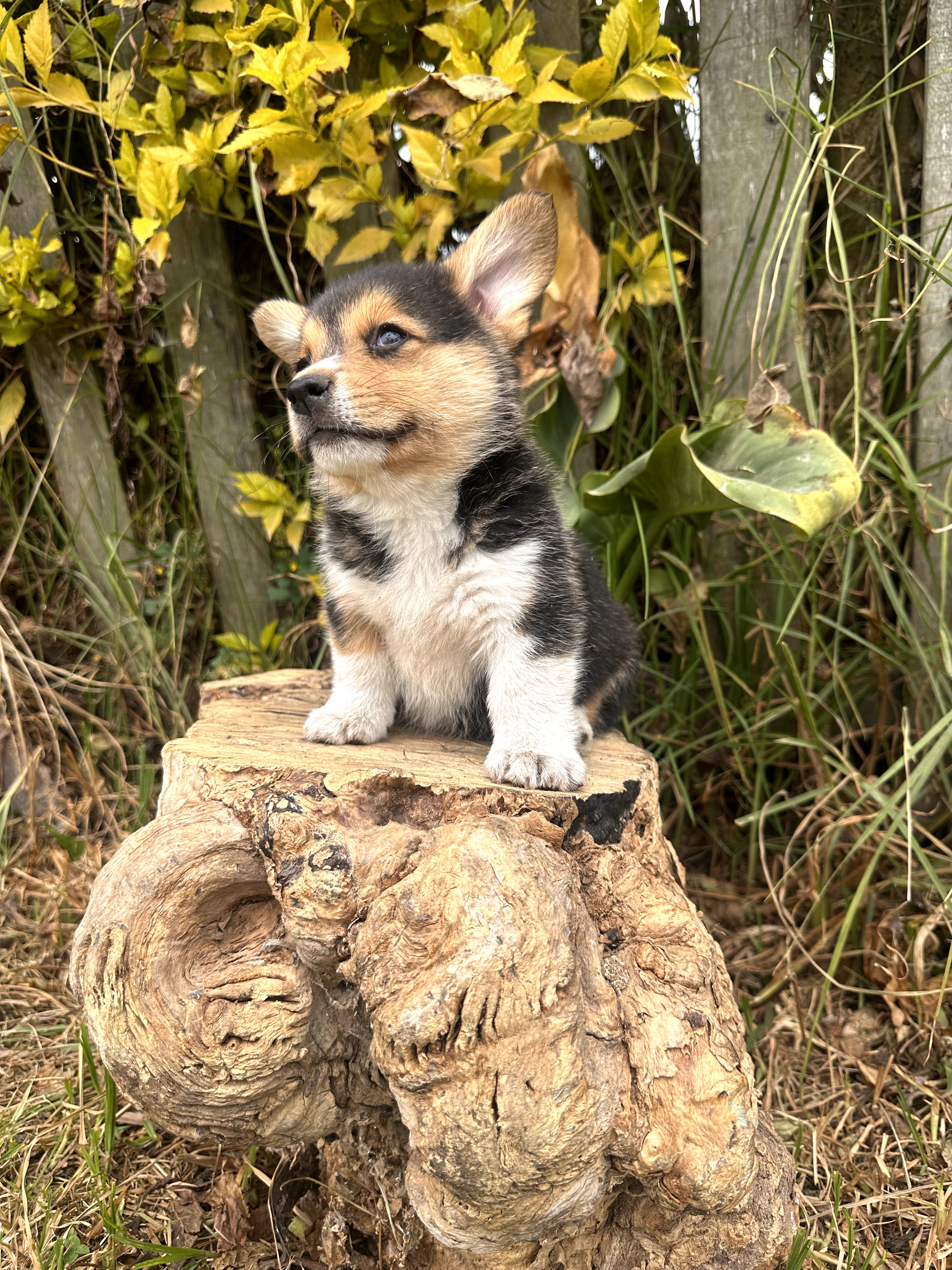 Corgi - foto 3