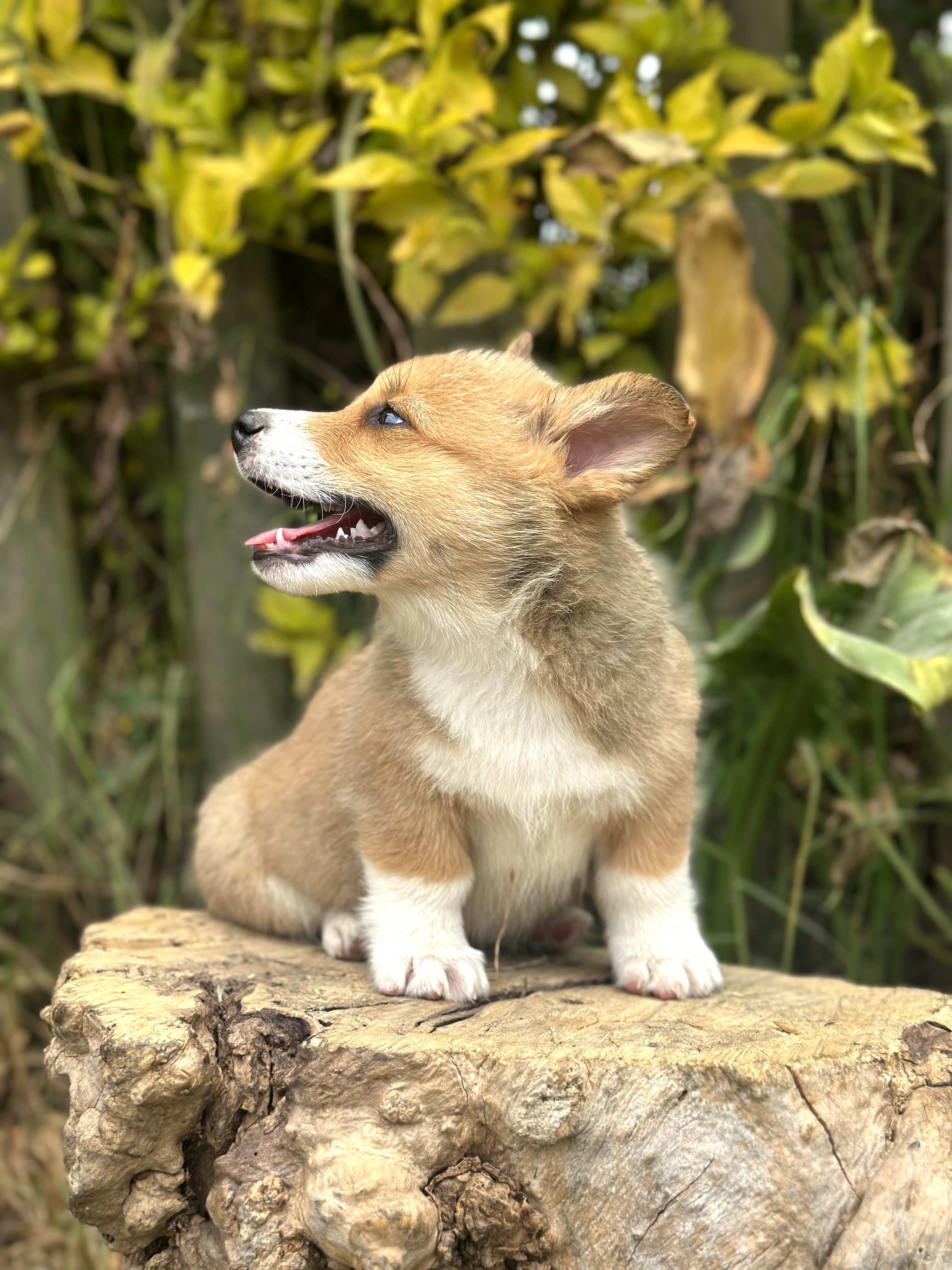 Corgi - foto 2