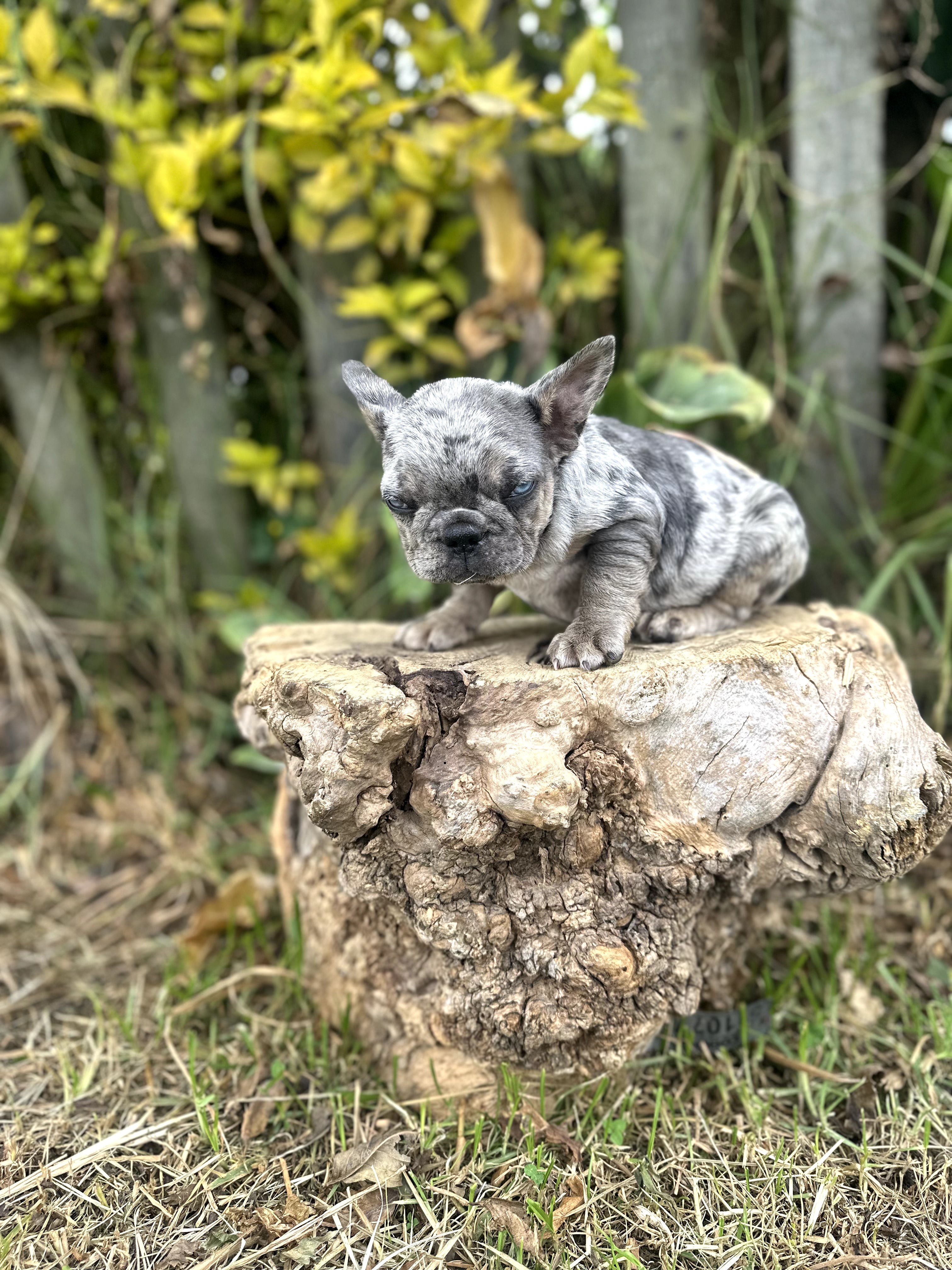 Bulldog Frances - foto 2