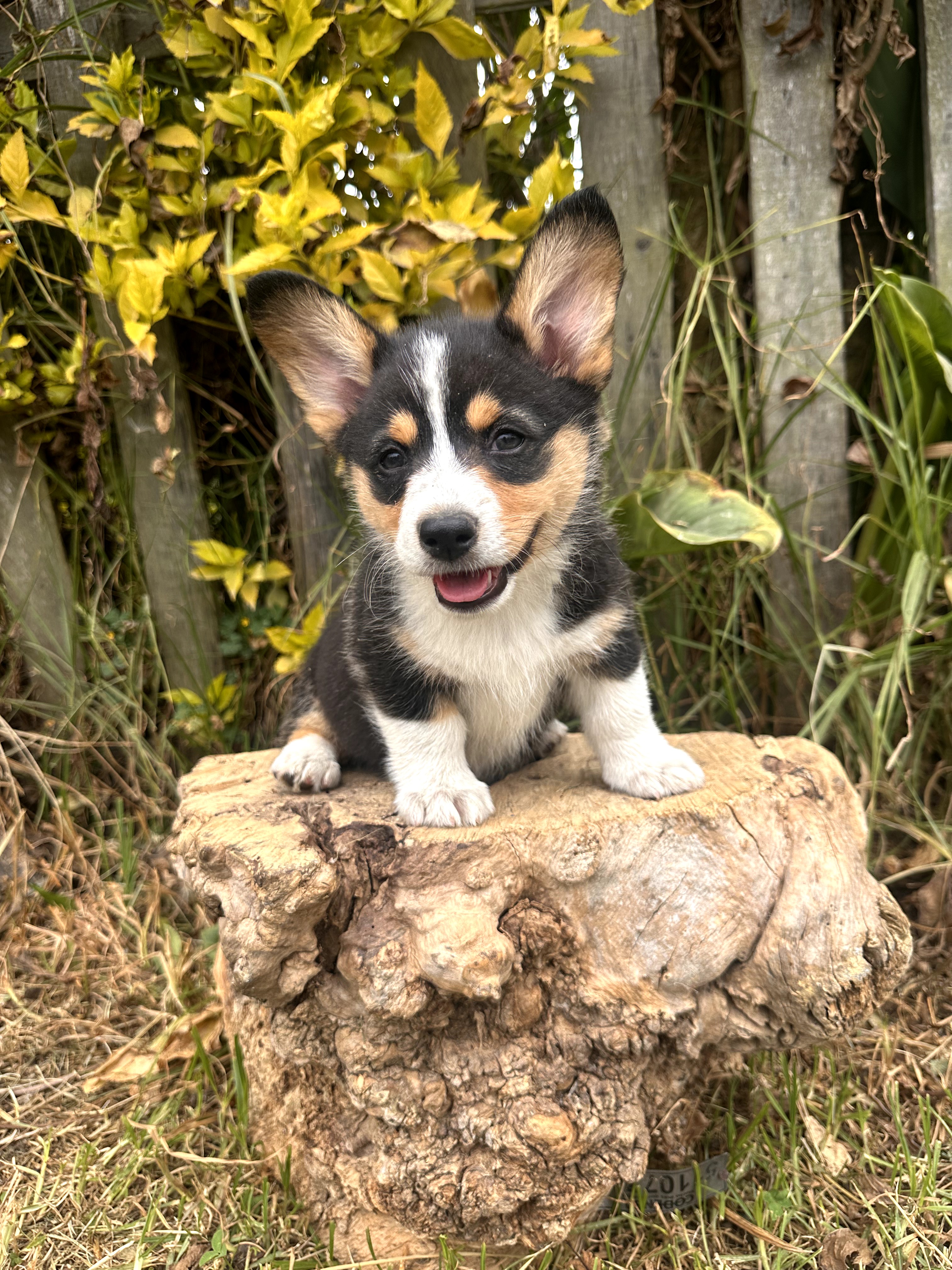 Corgi