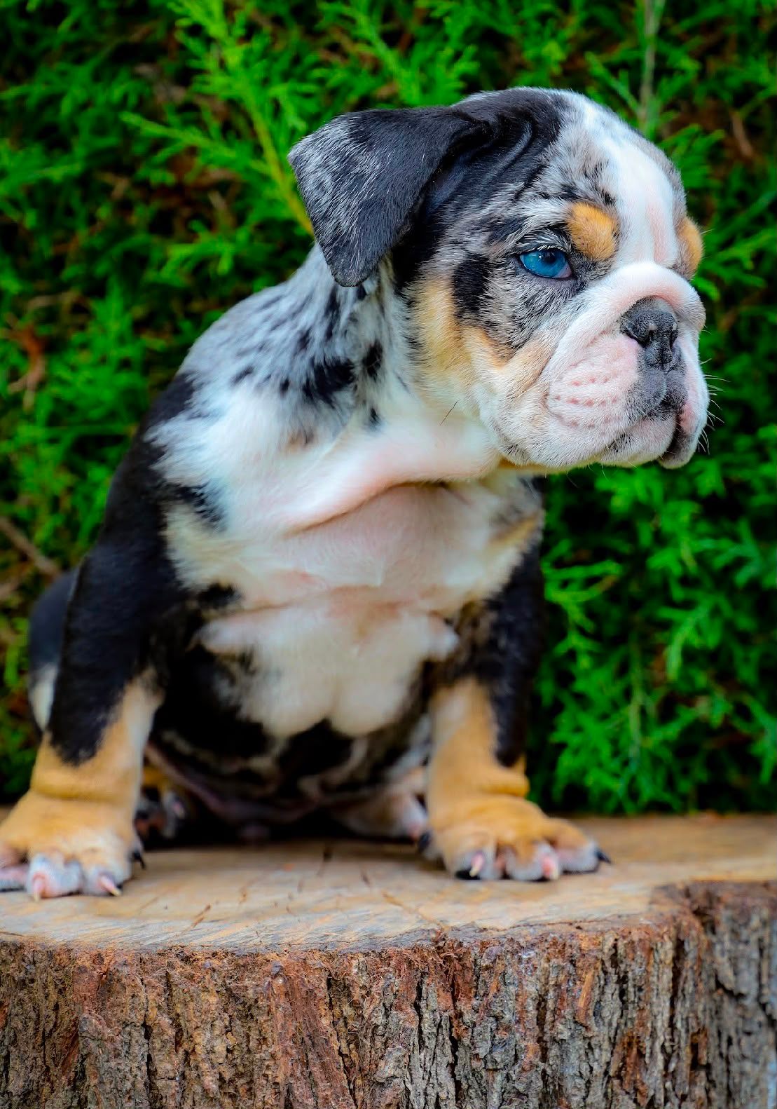 Bulldog Inglés