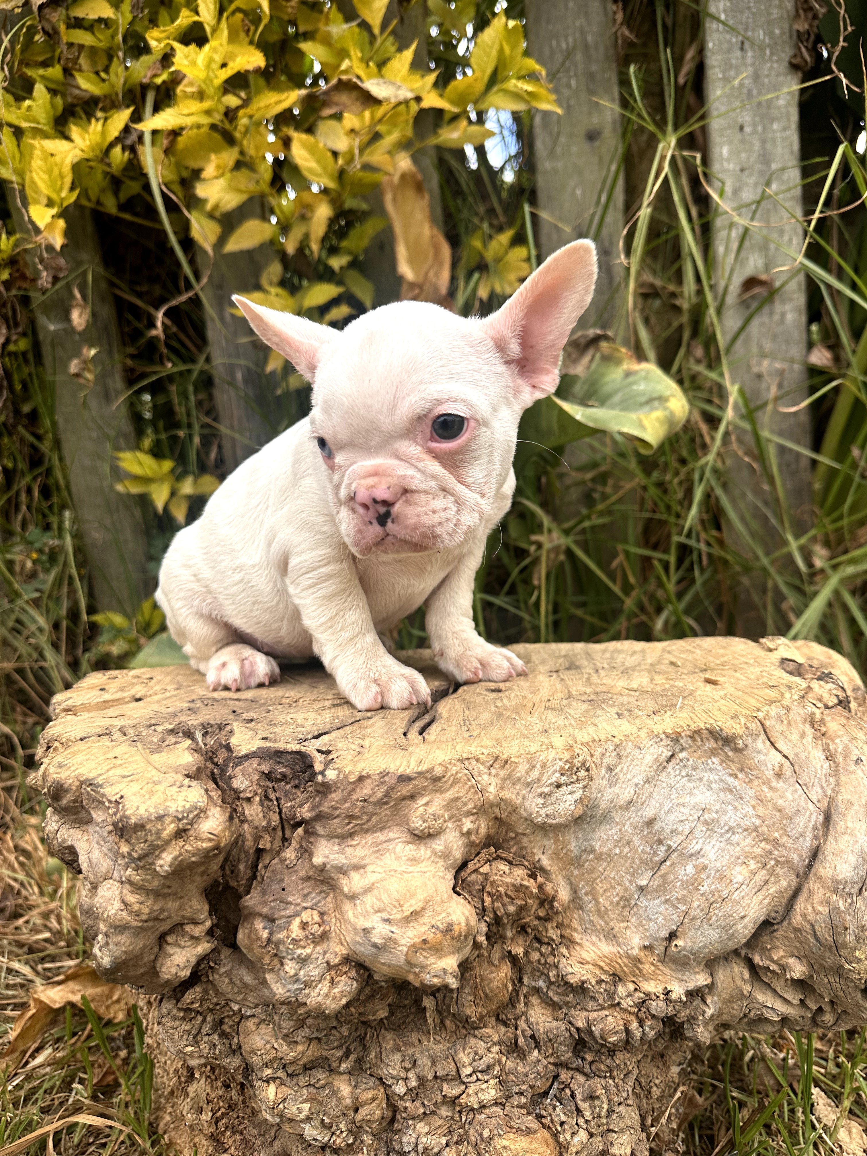 Bulldog Frances - foto 2