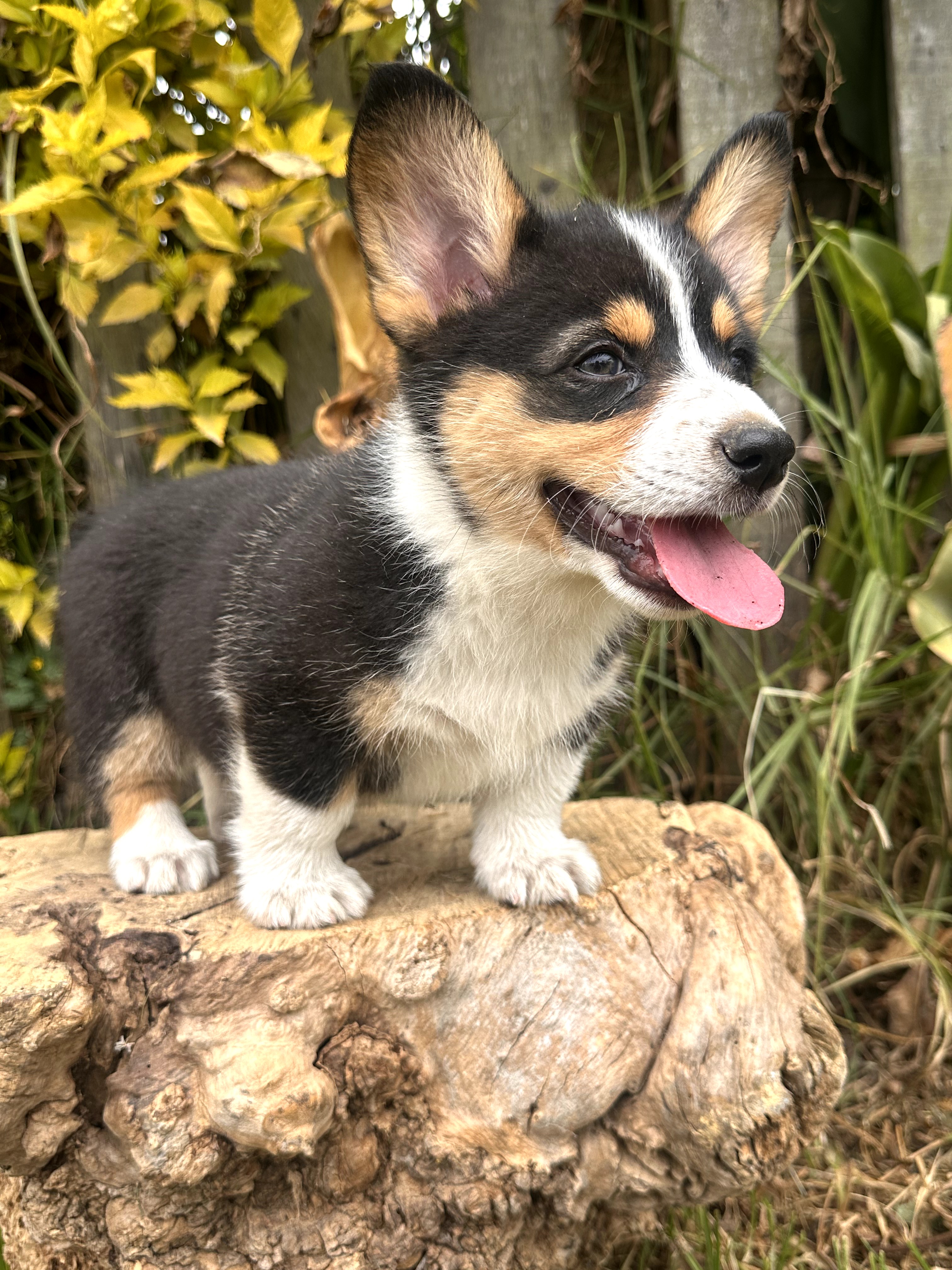 Corgi - foto 3