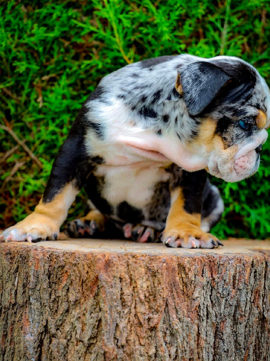 Bulldog Inglés photo 2