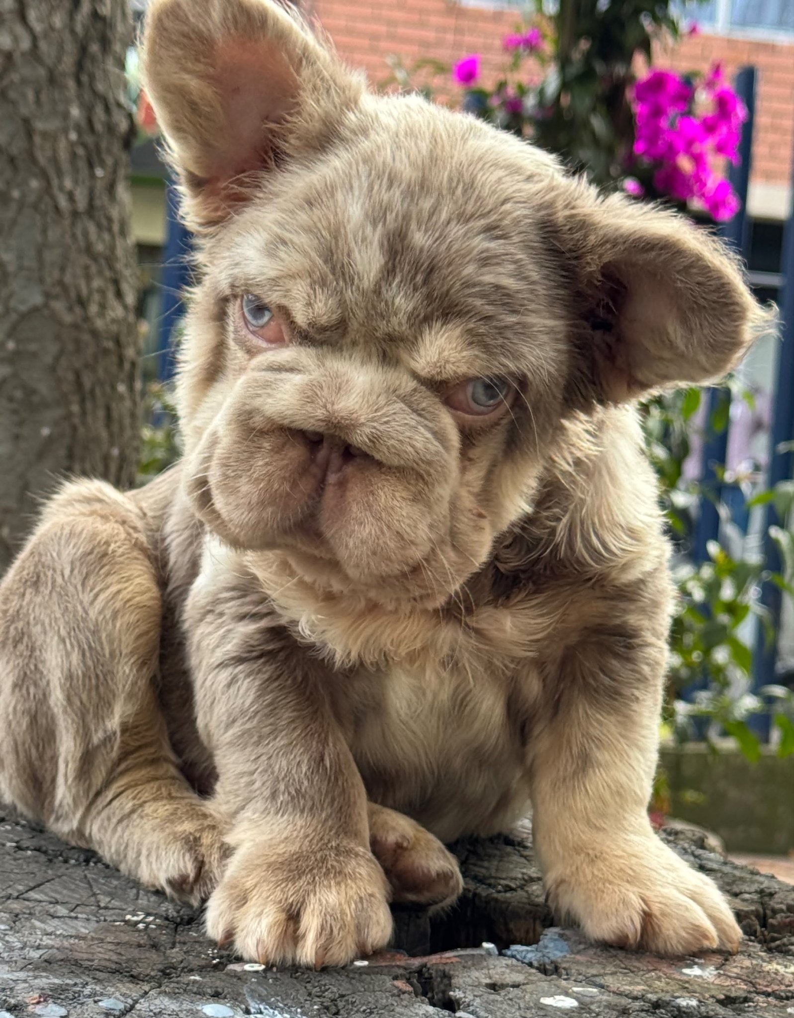 Bulldog Frances photo 6
