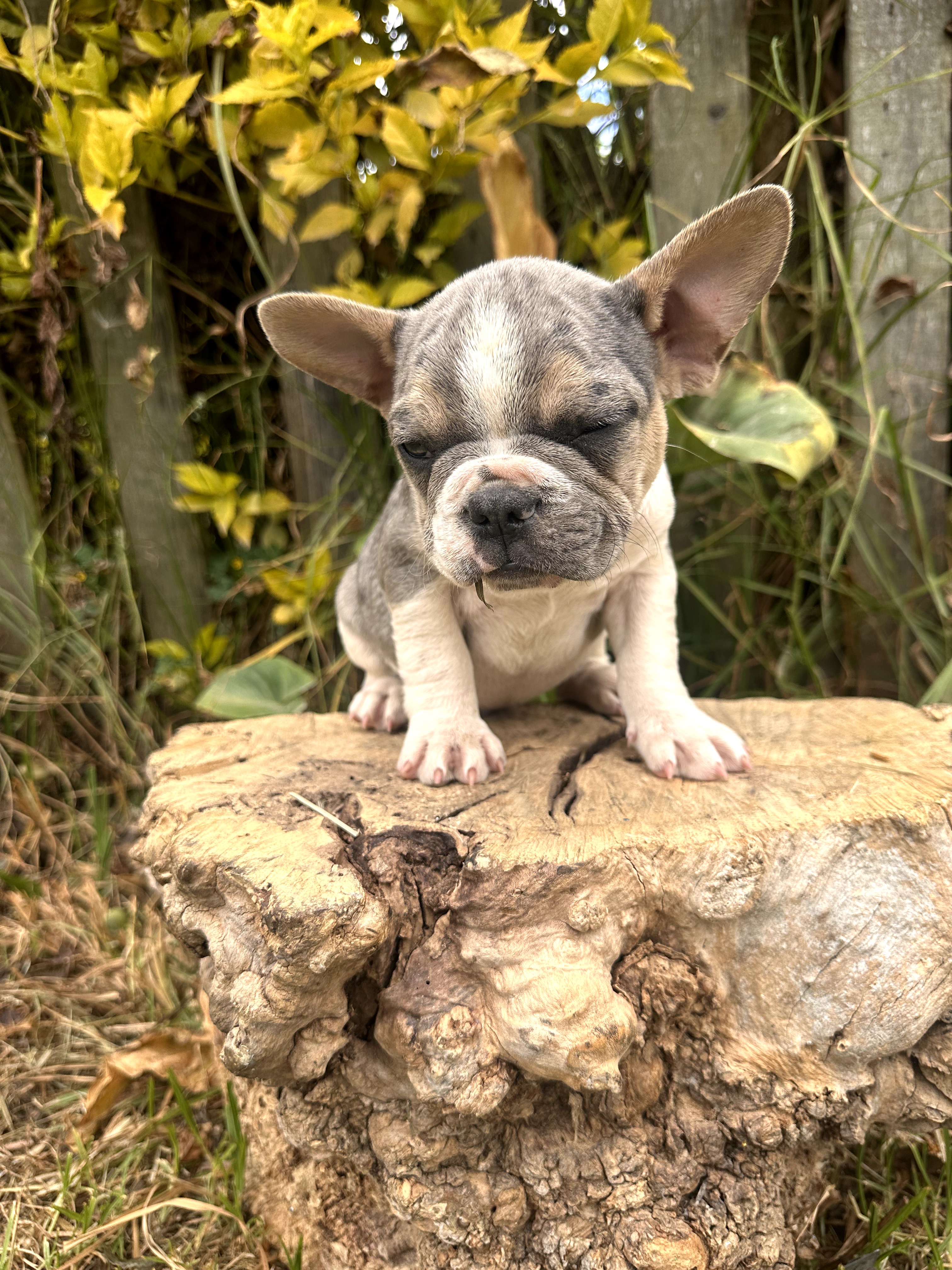 Bulldog Frances - foto 2