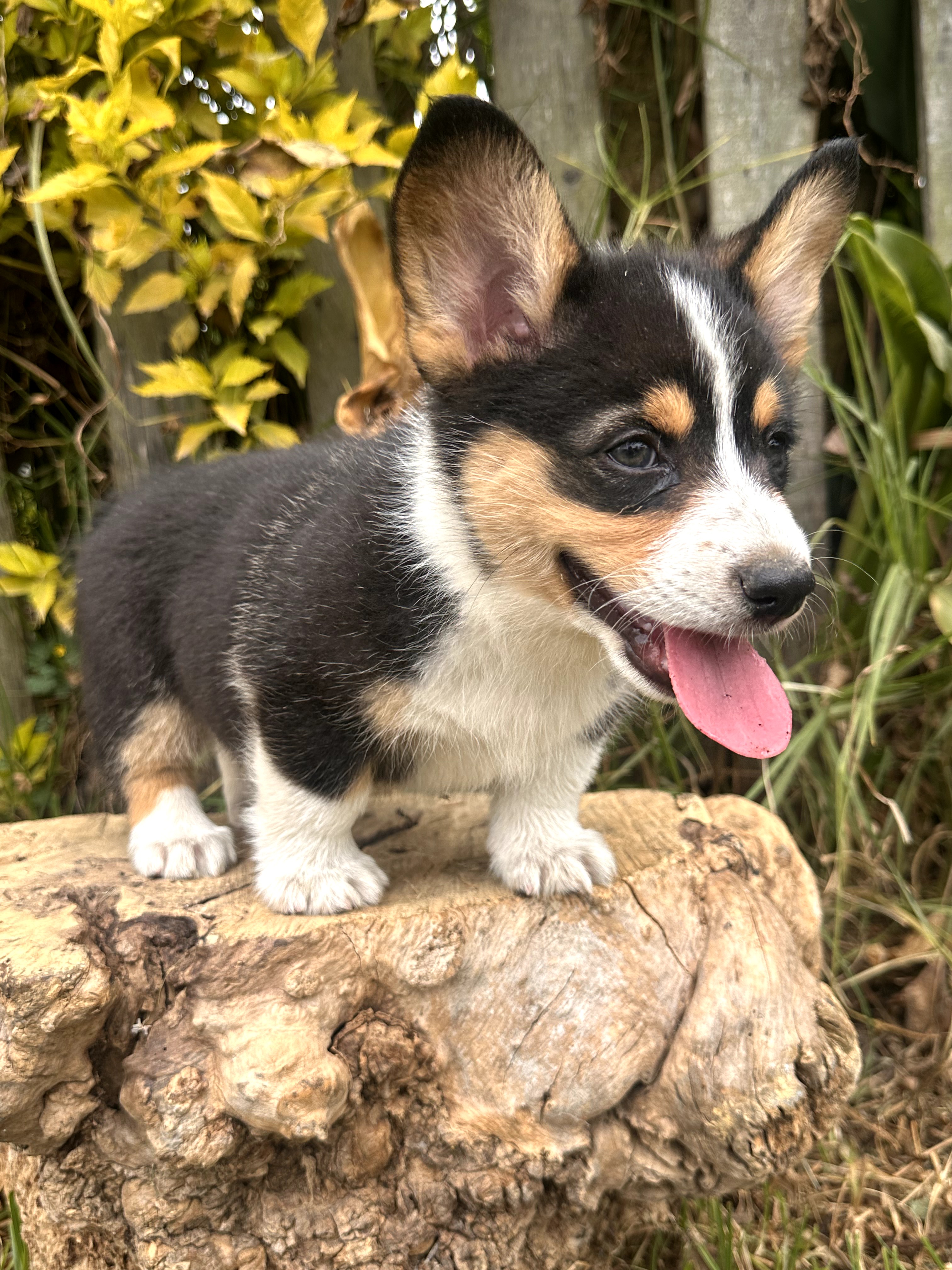Corgi - foto 4