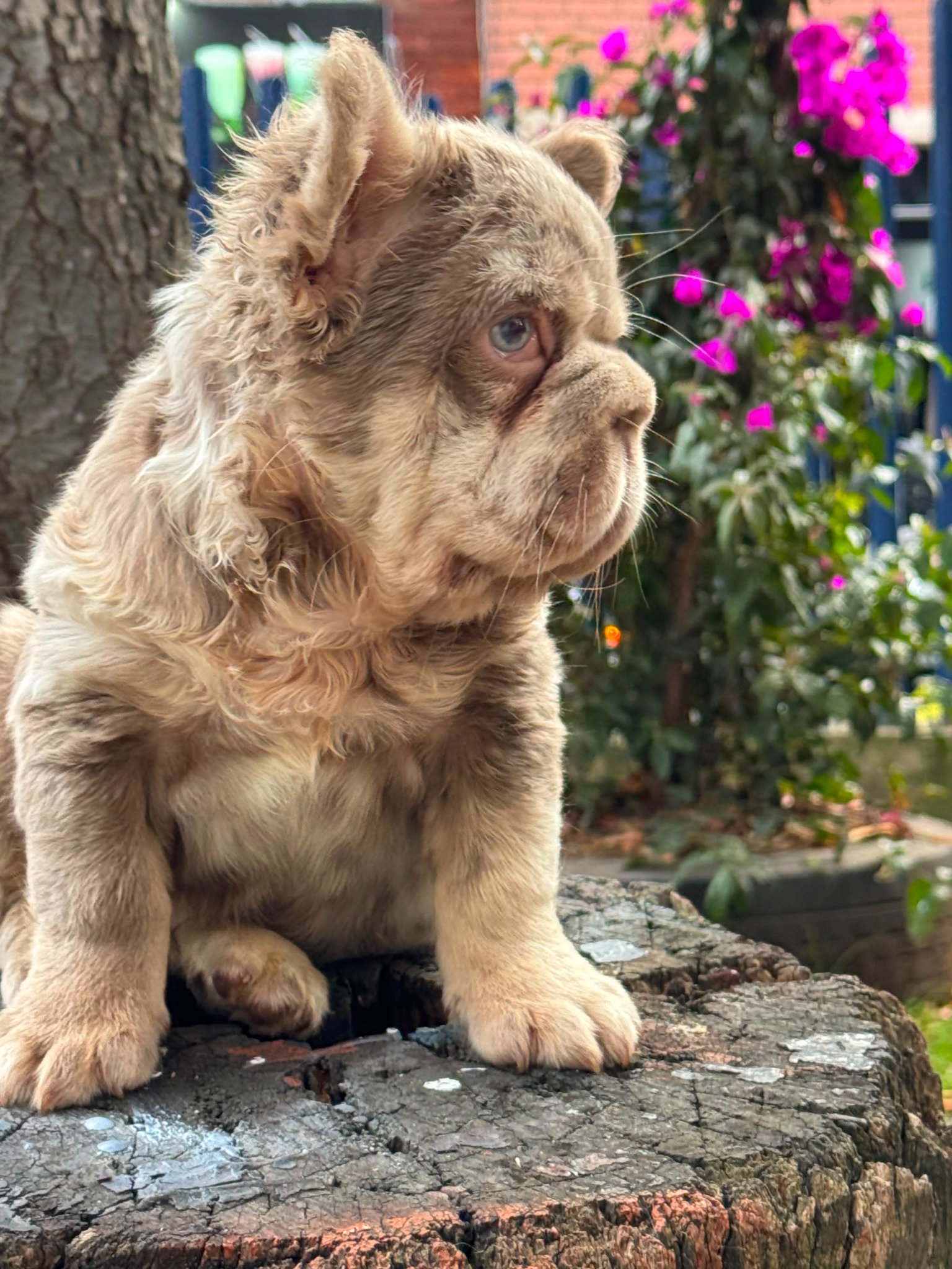 Bulldog Frances photo 5