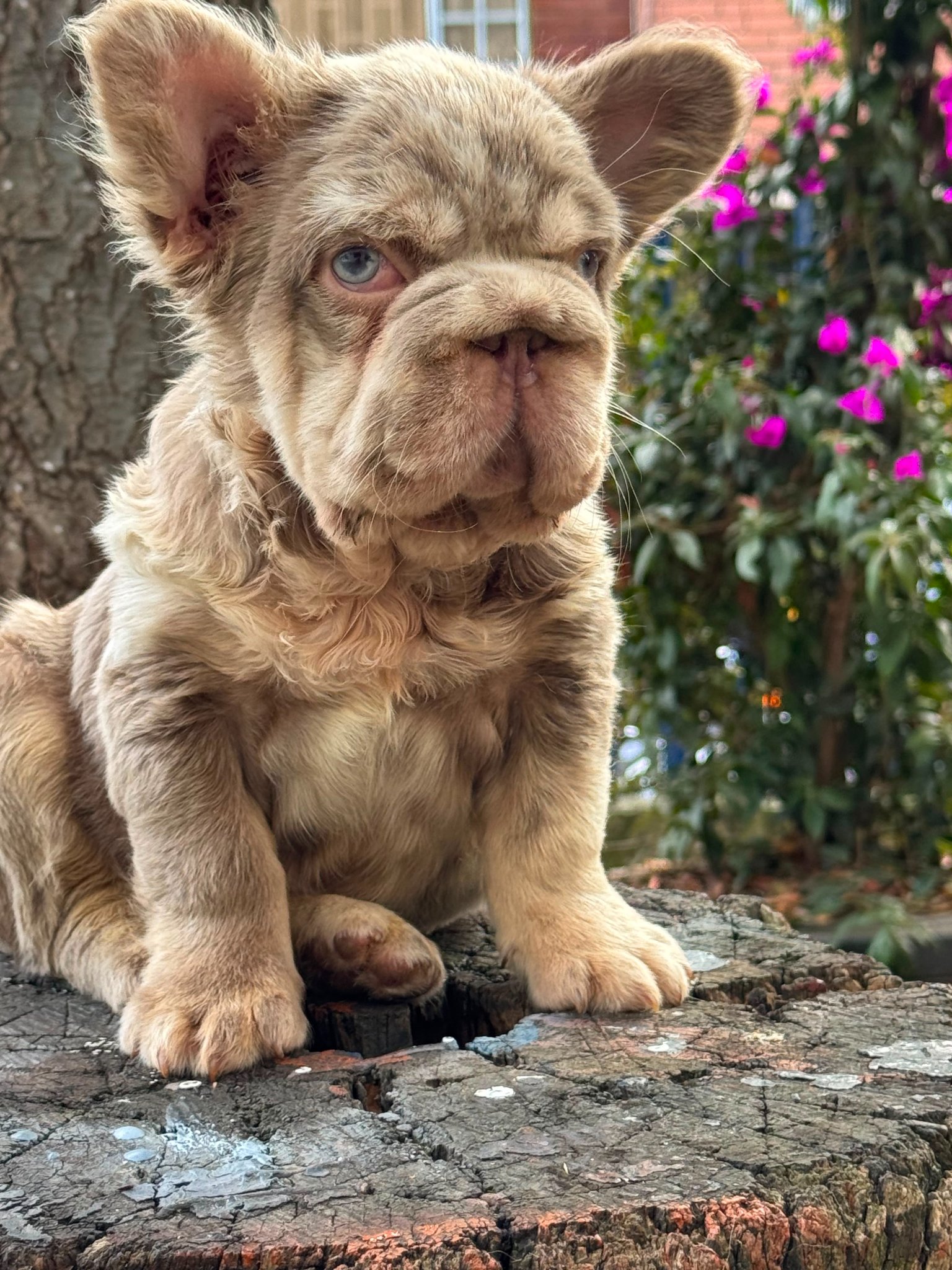 Bulldog Frances photo 4