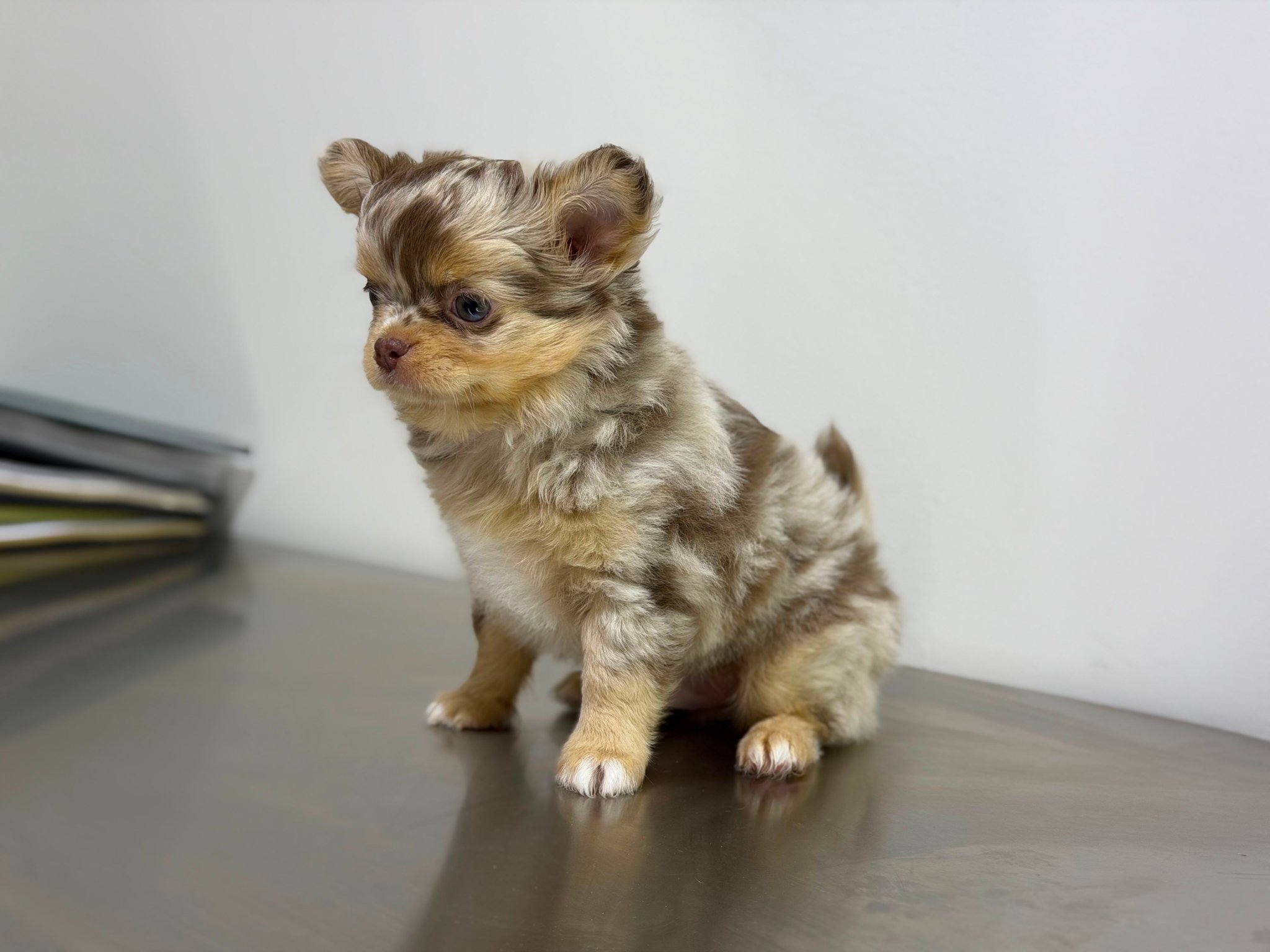 Chihuahua Linea Tailandesa photo 2