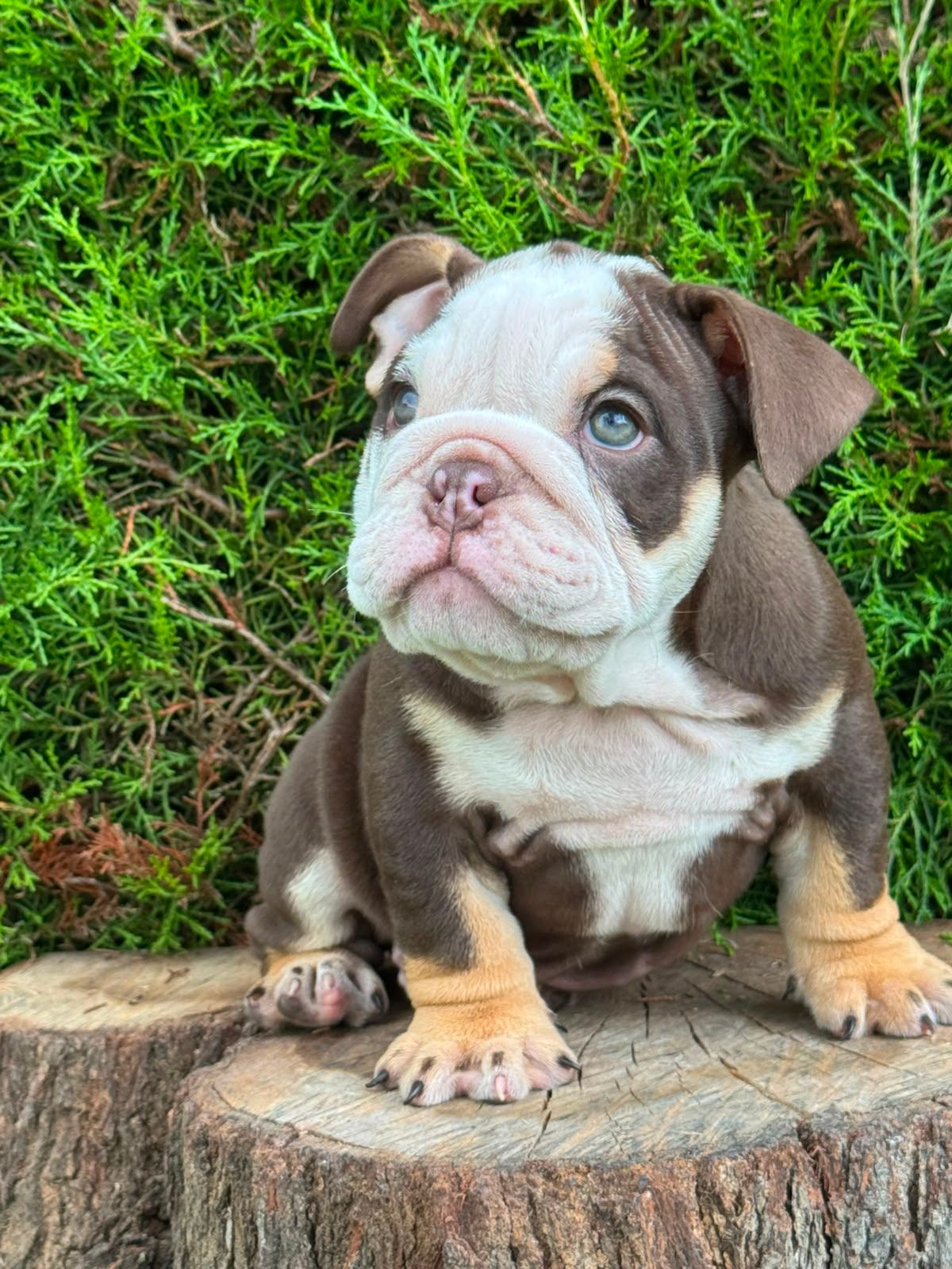 Bulldog Inglés