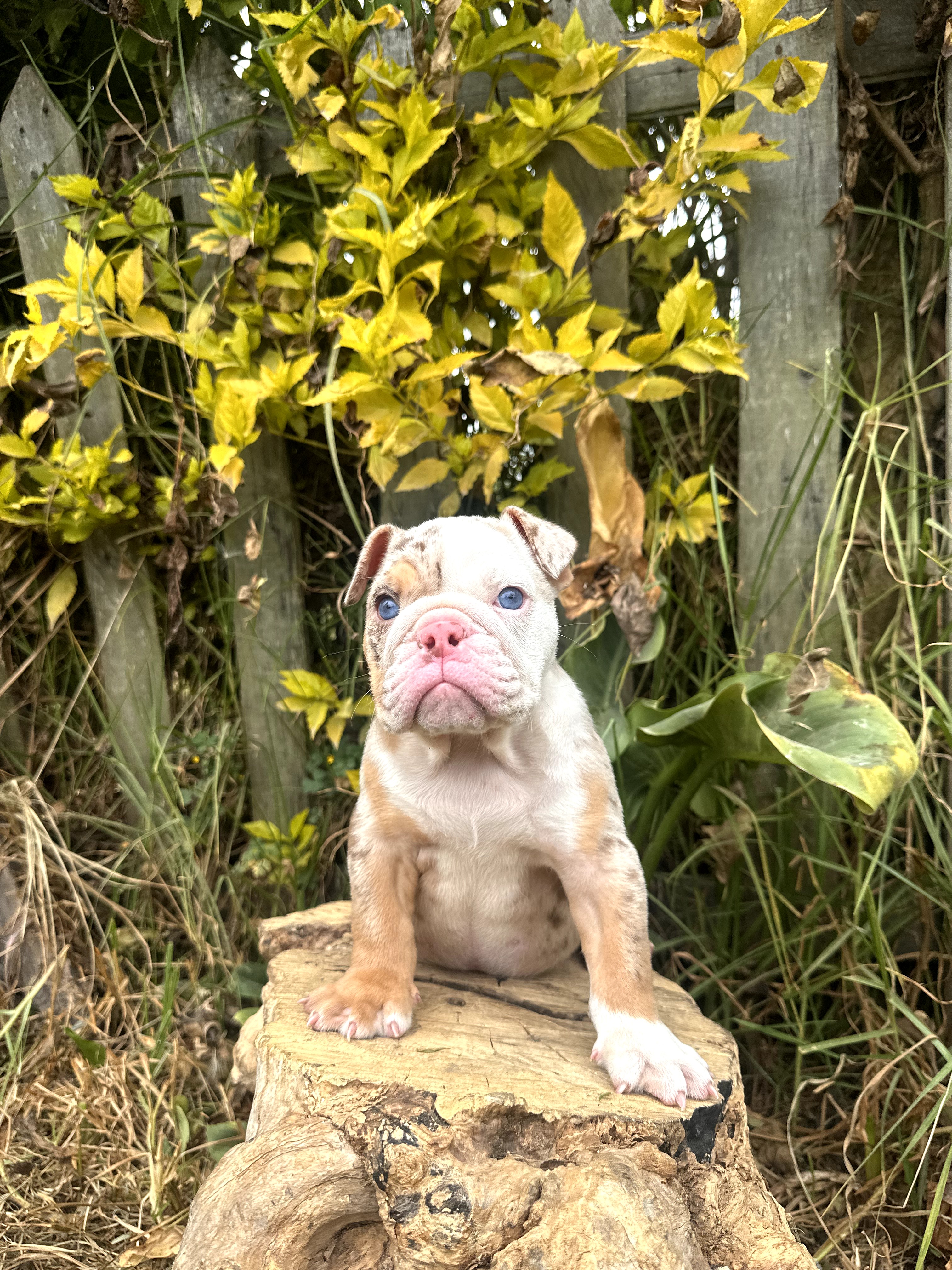 Bulldog Frances - foto 3