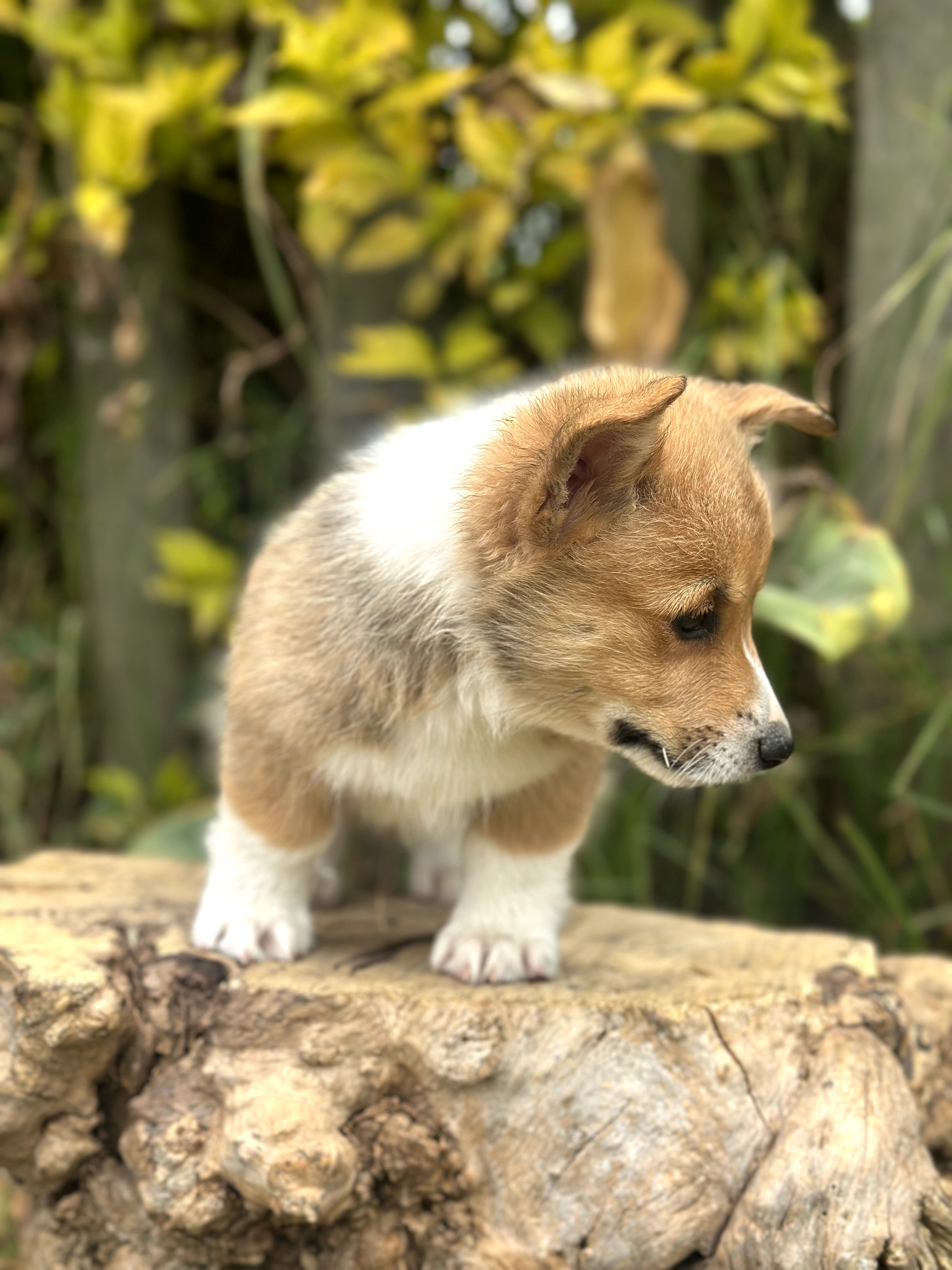 Corgi - foto 3