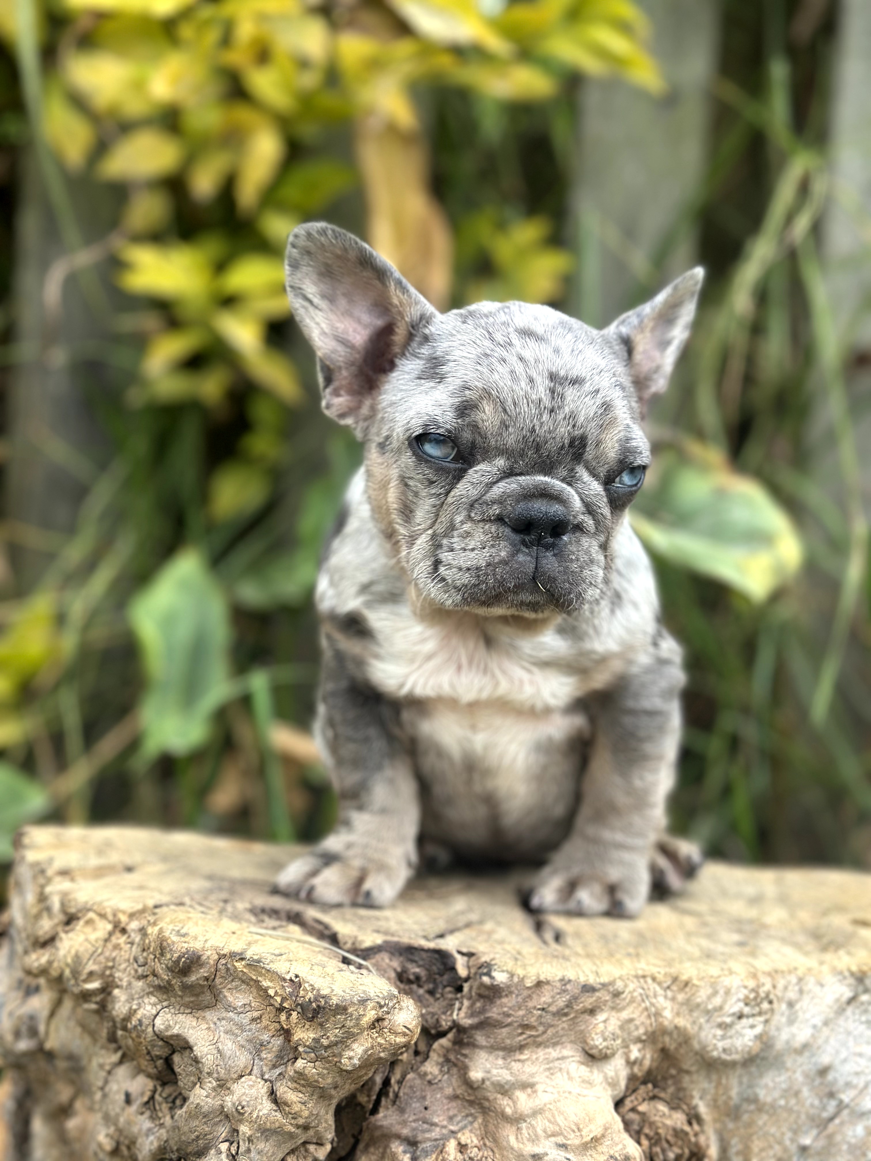 Bulldog Frances - foto 4