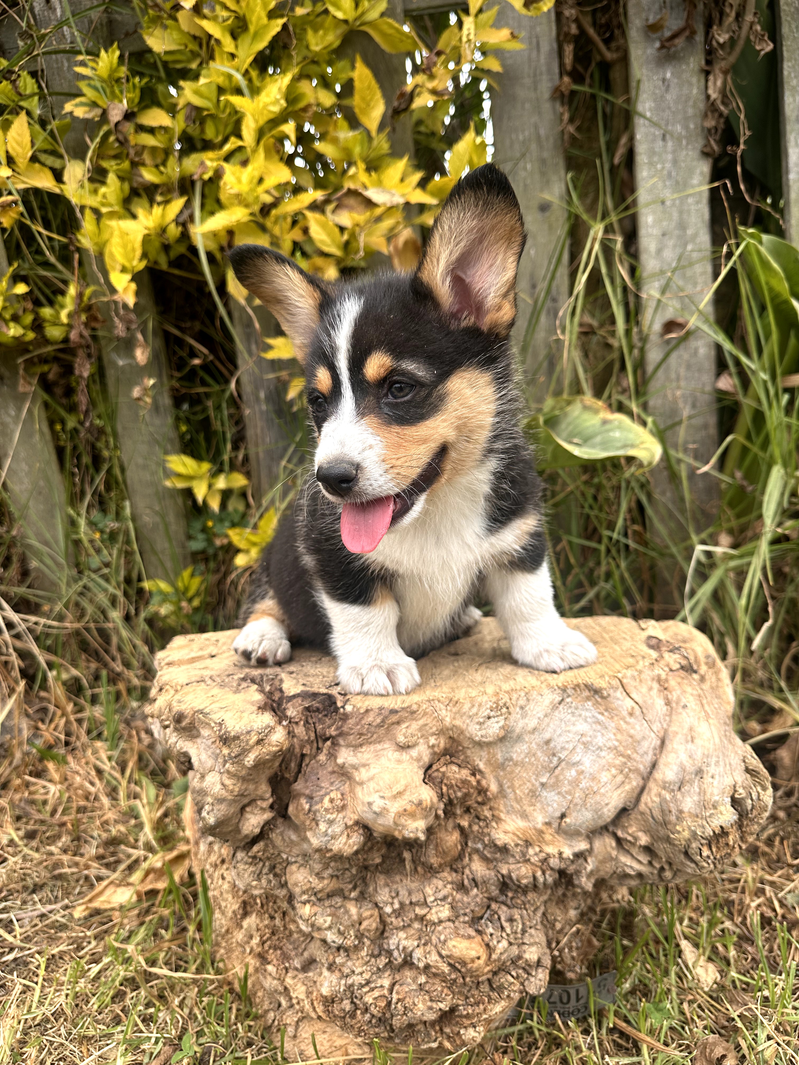 Corgi - foto 2