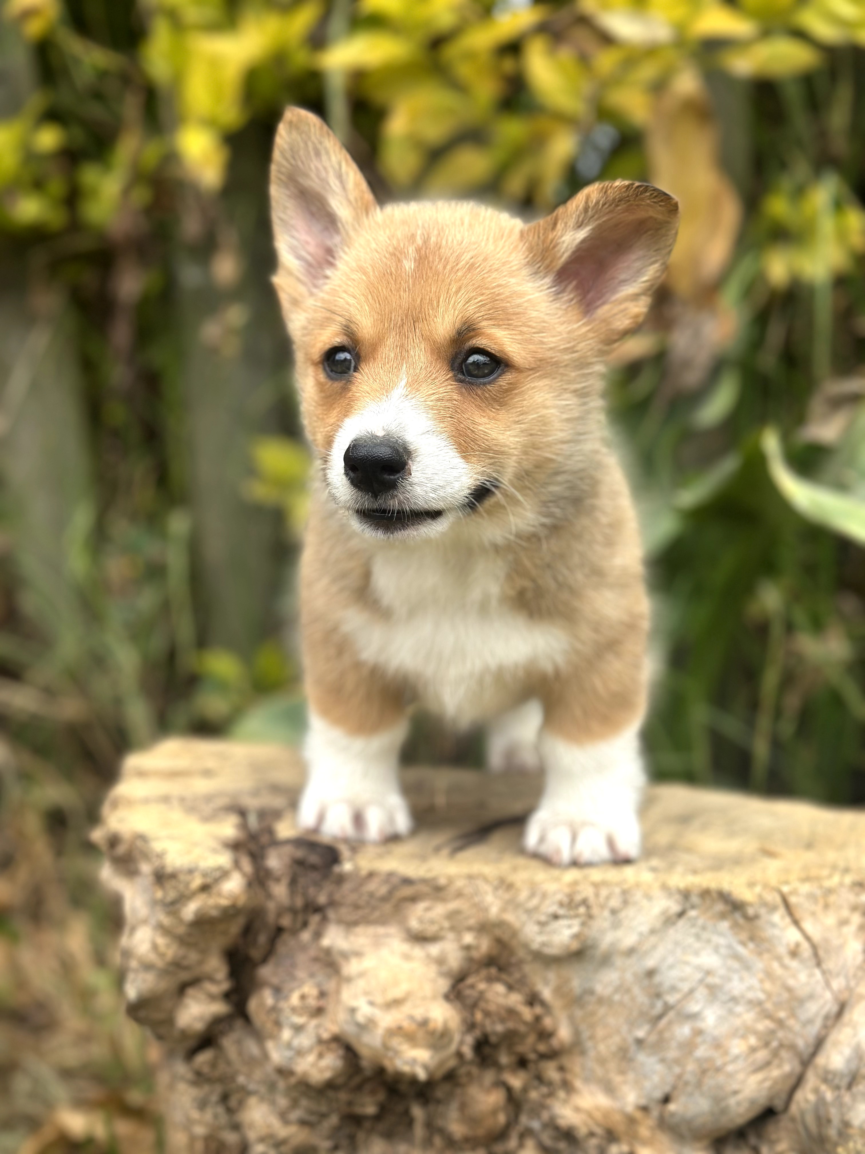 Corgi
