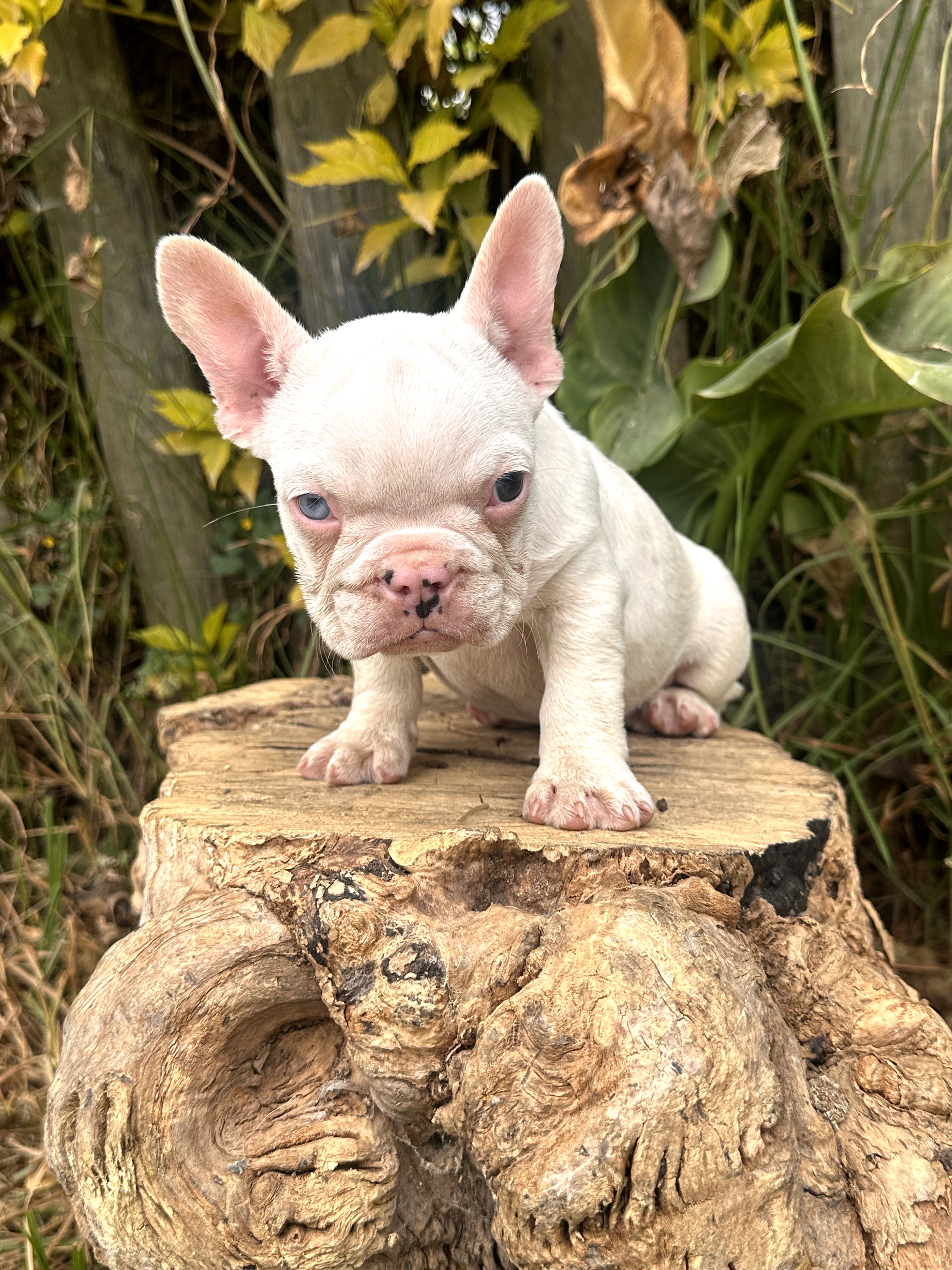 Bulldog Frances - foto 3