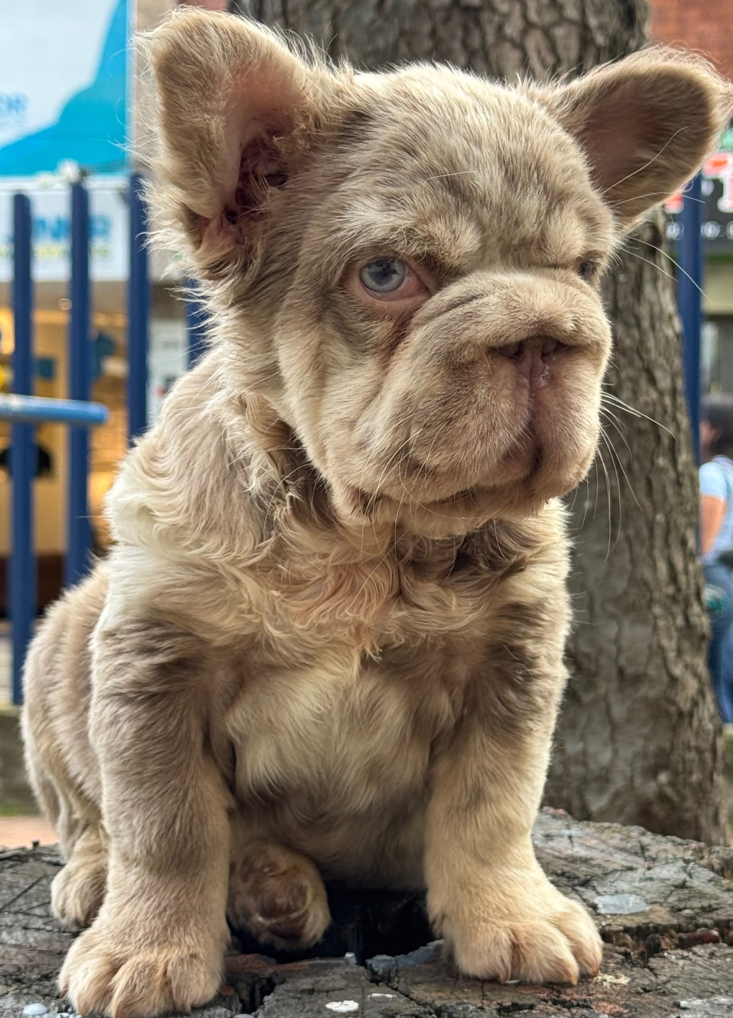 Bulldog Frances photo 3