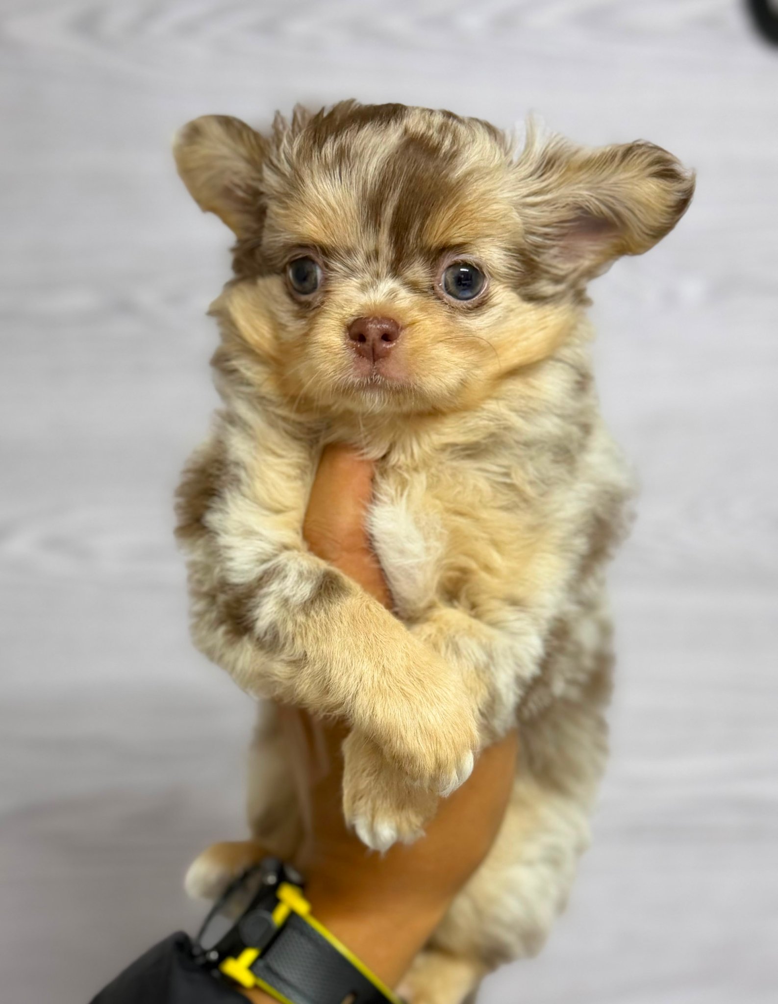 Chihuahua Linea Tailandesa