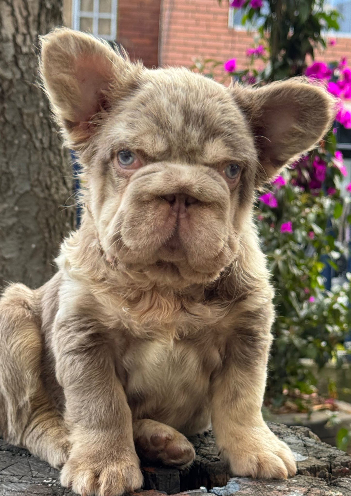 Bulldog Frances photo 2