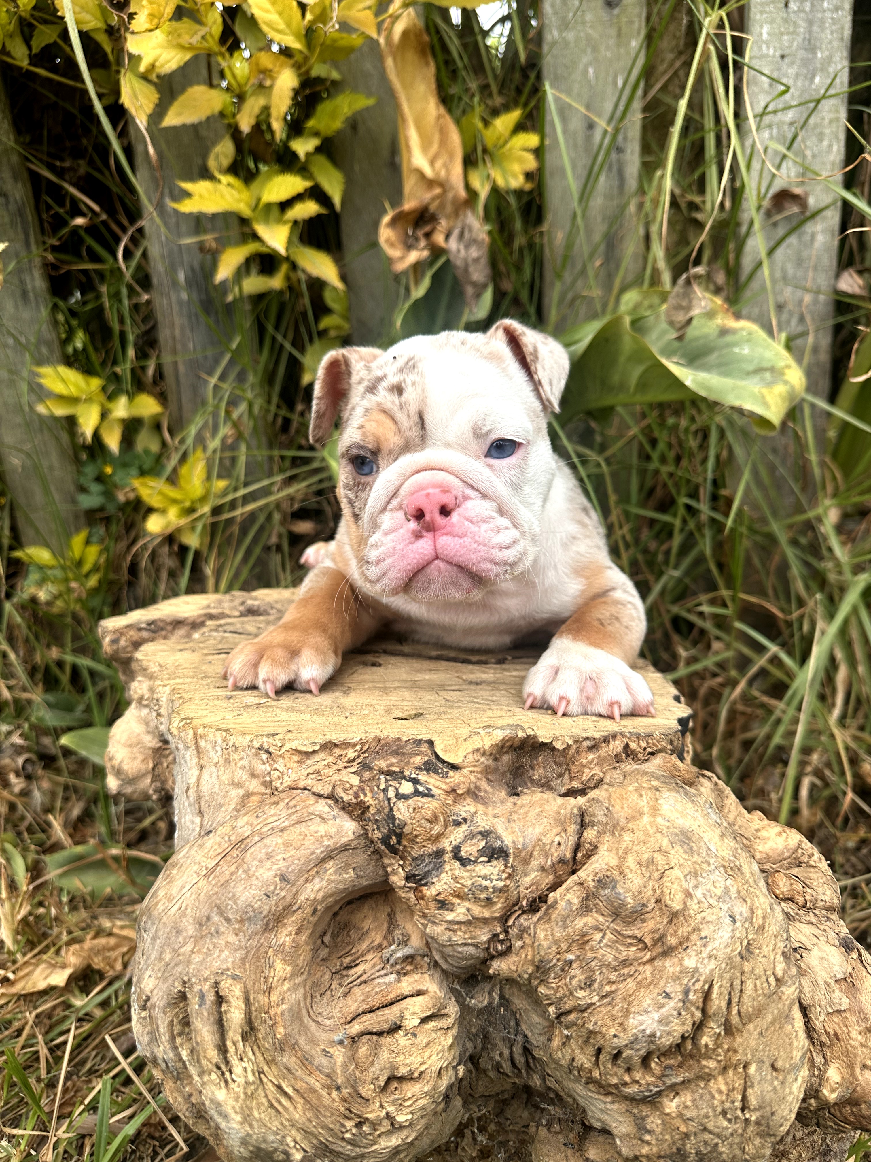 Bulldog Frances - foto 2