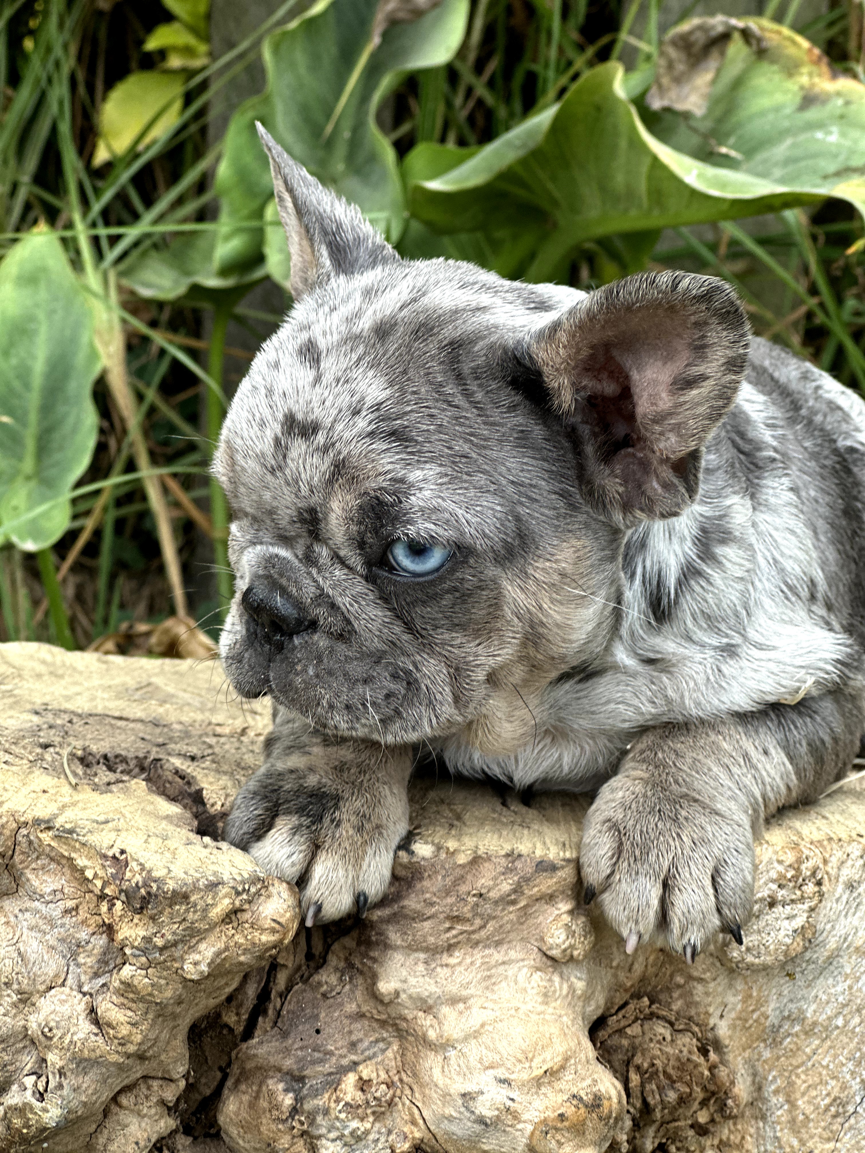 Bulldog Frances - foto 3