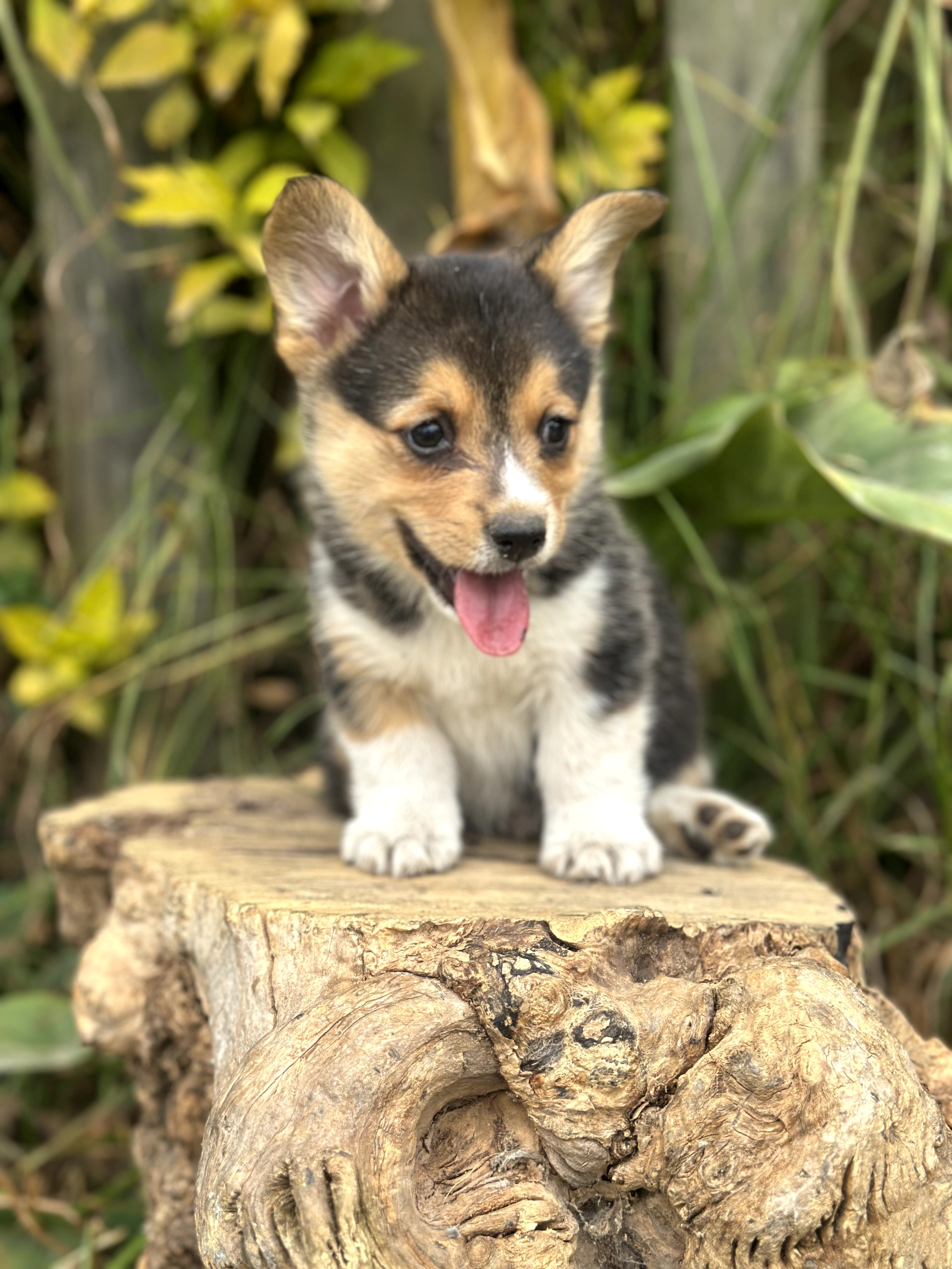 Corgi